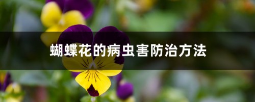 蝴蝶花的病虫害防治方法