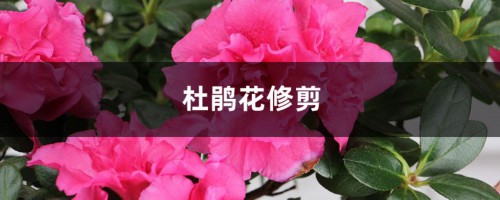 杜鹃花怎么修剪