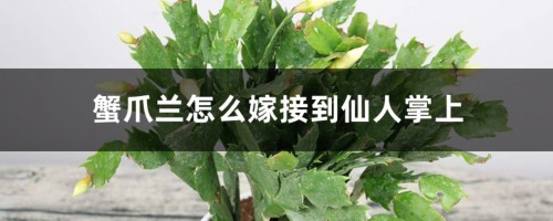 蟹爪兰怎么嫁接到仙人掌上