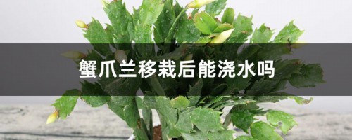 蟹爪兰移栽后能浇水吗