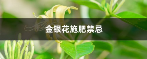 金银花施肥禁忌