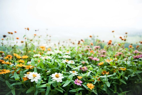 百日菊