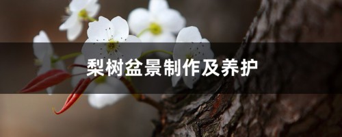 梨树盆景制作及养护