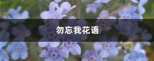 勿忘我花语