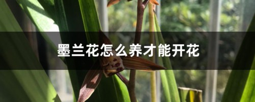 墨兰花怎么养才能开花