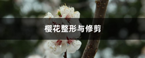 樱花整形与修剪