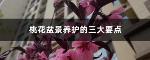 桃花盆景养护的三大要点