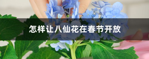 怎样让八仙花在春节开放